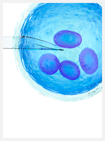 stem-cell